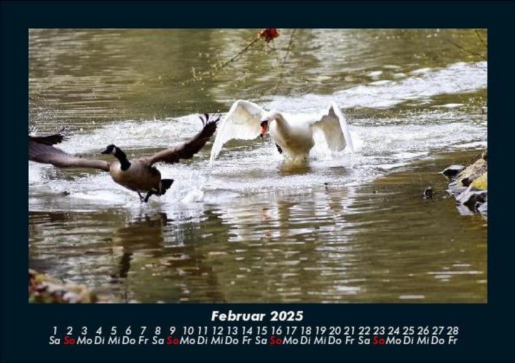 Produktbild: Enten 2025 Fotokalender DIN A5