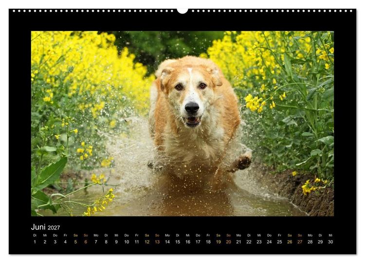 Produktbild: MIXlinge (hochwertiger Premium Wandkalender 2027 DIN A2 quer), Kunstdruck in Hochglanz
