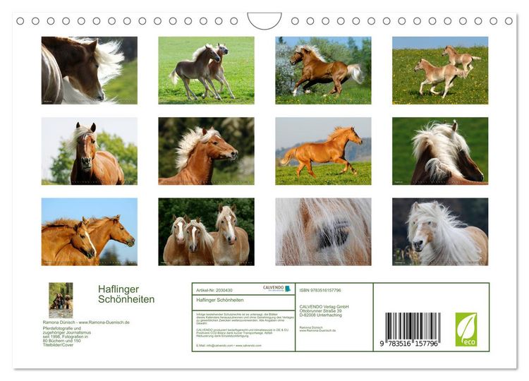 Produktbild: Haflinger Sch&ouml;nheiten (Wandkalender 2026 DIN A4 quer), CALVENDO Monatskalender