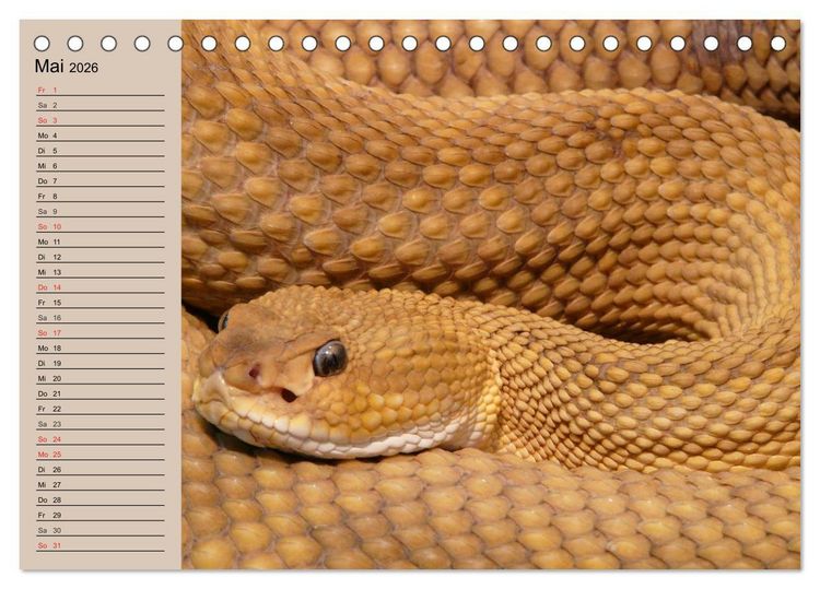 Produktbild: Giftschlangen (Tischkalender 2026 DIN A5 quer), CALVENDO Monatskalender