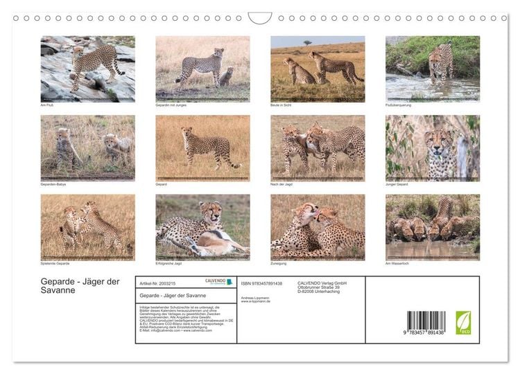 Produktbild: Geparde - J&auml;ger der Savanne (Wandkalender 2026 DIN A3 quer), CALVENDO Monatskalender