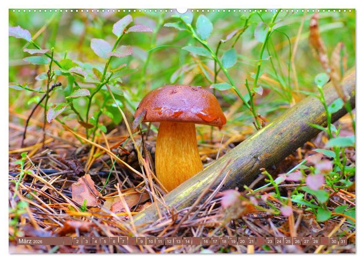Produktbild: Die bunte Welt der Pilze (Wandkalender 2026 DIN A2 quer), CALVENDO Monatskalender