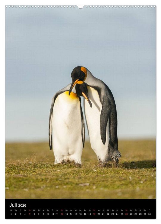 Produktbild: Pinguine - Wackeln im Thermo-Frack (hochwertiger Premium Wandkalender 2026 DIN A2 hoch), Kunstdruck in Hochglanz