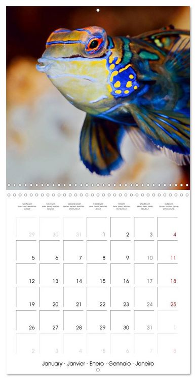 Produktbild: Fish magic (Wall Calendar 2026 12 &times; 12 Inch) CALVENDO 12 Month Wall Calendar
