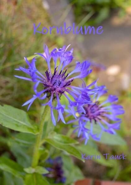 Produktbild: Kornblume