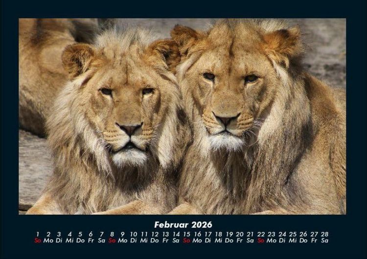 Produktbild: L&ouml;wen in der Wildnis 2026 Fotokalender DIN A4