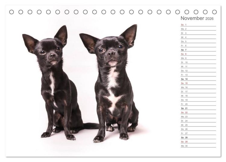 Produktbild: Chihuahua - Die Welt der Kleinen (Tischkalender 2026 DIN A5 quer), CALVENDO Monatskalender