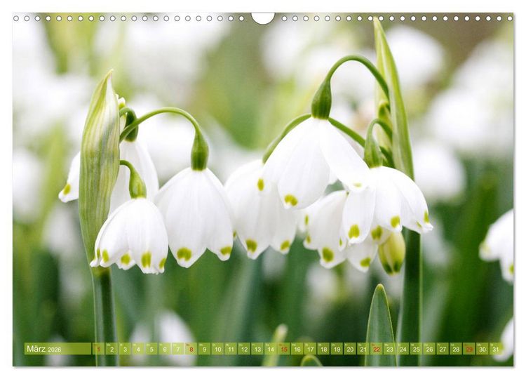 Produktbild: Wei&szlig;e Fr&uuml;hlingsbl&uuml;ten (Wandkalender 2026 DIN A3 quer), CALVENDO Monatskalender
