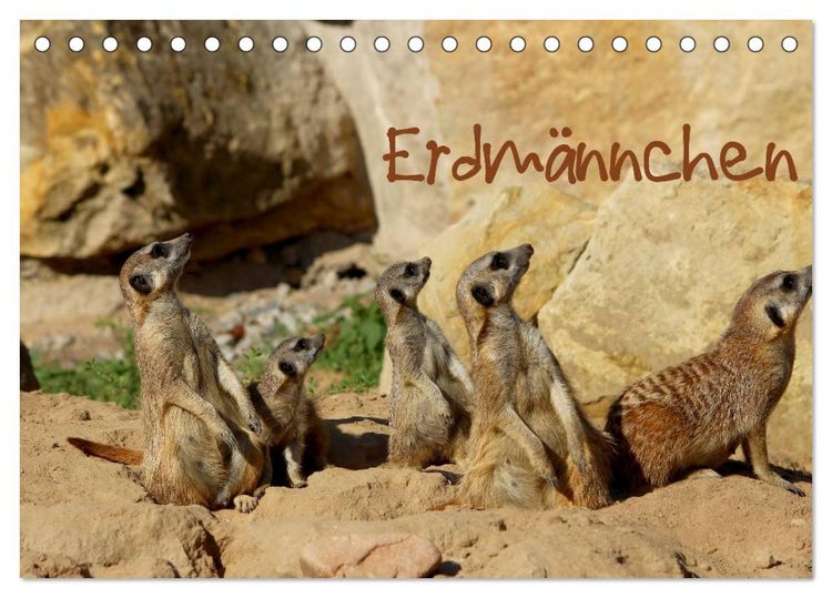 Produktbild: Erdm&auml;nnchen (Tischkalender 2026 DIN A5 quer), CALVENDO Monatskalender