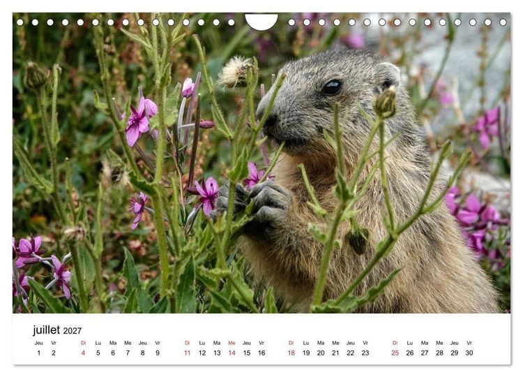 Produktbild: Le monde des marmottes en Haute Maurienne (Calendrier mural 2027 DIN A4 vertical), CALVENDO calendrier mensuel