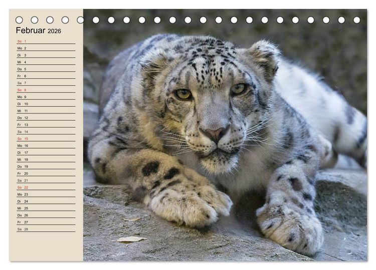 Produktbild: Schneeleoparden. Geschmeidige Gebirgsj&auml;ger (Tischkalender 2026 DIN A5 quer), CALVENDO Monatskalender
