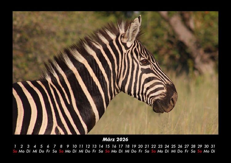 Produktbild: Tierkalender 2026 Fotokalender DIN A3