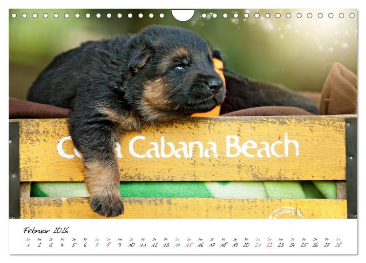 Produktbild: Junge Deutsche Sch&auml;ferhunde (Wandkalender 2026 DIN A4 quer), CALVENDO Monatskalender