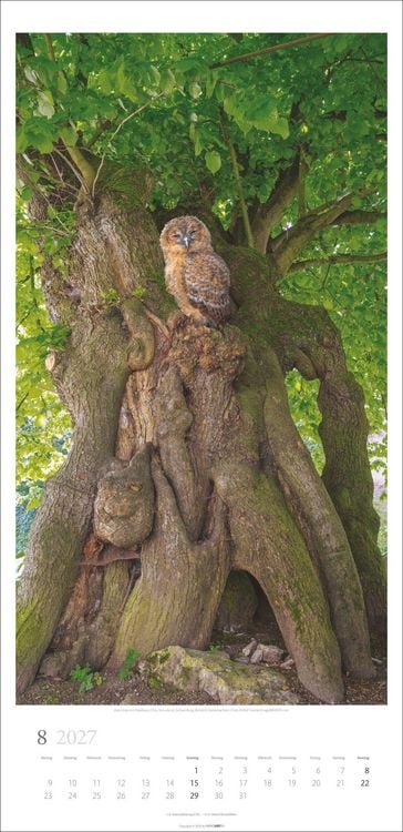 Produktbild: Im Wald Kalender 2027