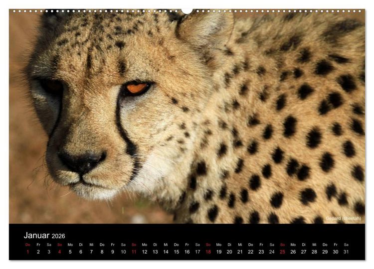 Produktbild: Raubkatzen (Wandkalender 2026 DIN A2 quer), CALVENDO Monatskalender