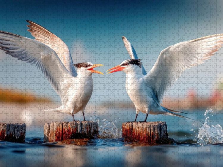 Produktbild: CALVENDO Puzzle Seeschwalbengetratsche | 2000 Teile Lege-Gr&ouml;&szlig;e 90x67cm Foto-Puzzle f&uuml;r gl&uuml;ckliche Stunden