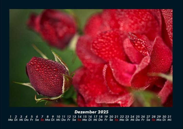 Produktbild: Rosentraum 2025 Fotokalender DIN A4