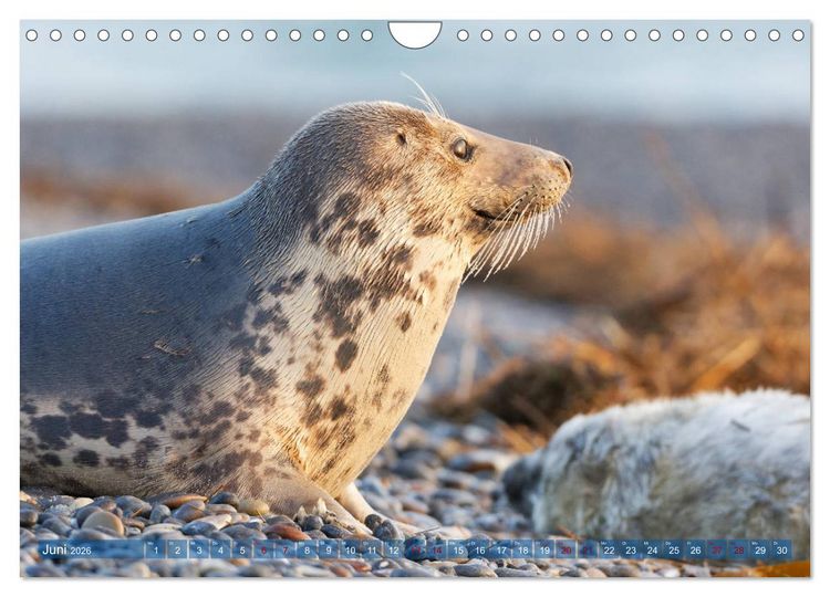 Produktbild: Robben - Lustige Bewohner Helgolands (Wandkalender 2026 DIN A4 quer), CALVENDO Monatskalender