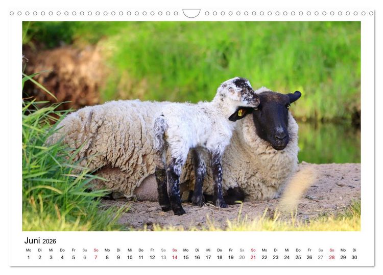 Produktbild: Sch&auml;fchen z&auml;hlen - Mit Schafen durchs Jahr (Wandkalender 2026 DIN A3 quer), CALVENDO Monatskalender