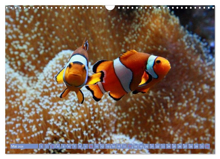 Produktbild: Bunte Welt der Fische (Wandkalender 2026 DIN A3 quer), CALVENDO Monatskalender