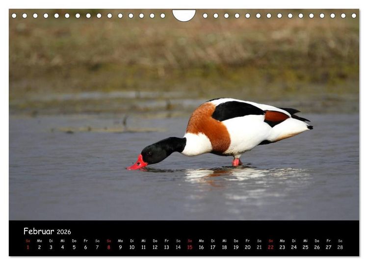 Produktbild: V&ouml;gel der Nordseek&uuml;ste (Wandkalender 2026 DIN A4 quer), CALVENDO Monatskalender
