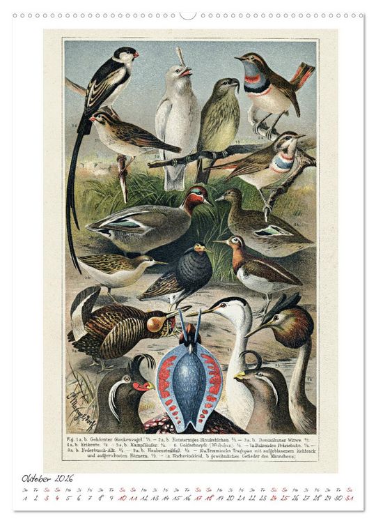 Produktbild: Formenspiele der Evolution. Chromolithographien des 19. Jahrhunderts (Wandkalender 2026 DIN A2 hoch), CALVENDO Monatskalender
