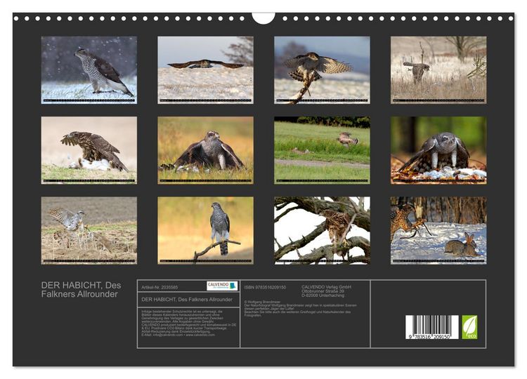 Produktbild: DER HABICHT, Des Falkners Allrounder (Wandkalender 2026 DIN A3 quer), CALVENDO Monatskalender