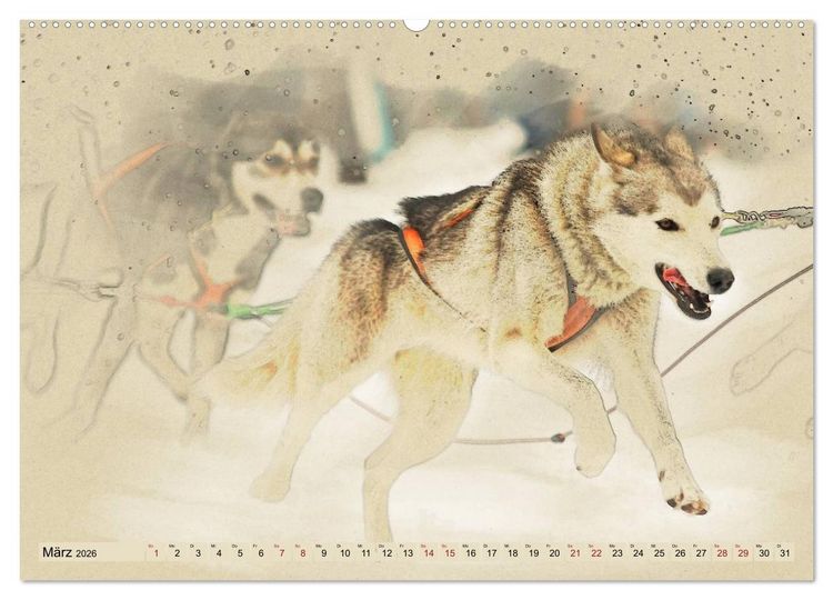 Produktbild: Schlittenhunde 2026 (Wandkalender 2026 DIN A2 quer), CALVENDO Monatskalender