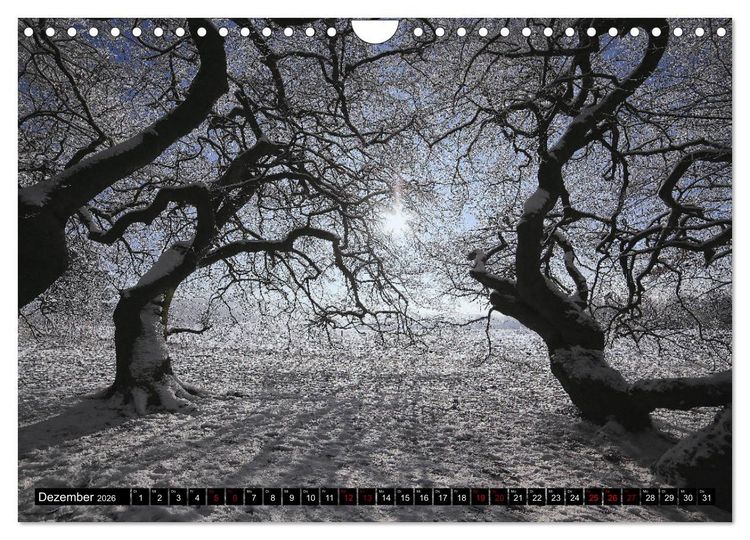 Produktbild: Die S&uuml;ntelbuchenallee (Wandkalender 2026 DIN A4 quer), CALVENDO Monatskalender