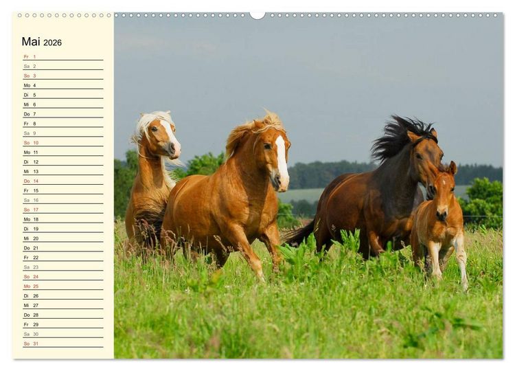 Produktbild: Welt der Pferde (Wandkalender 2026 DIN A2 quer), CALVENDO Monatskalender