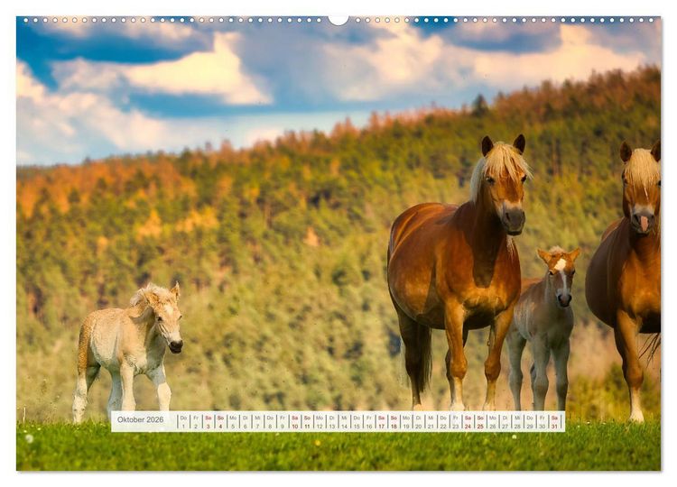 Produktbild: Haflinger im Th&uuml;ringer Wald (Wandkalender 2026 DIN A2 quer), CALVENDO Monatskalender