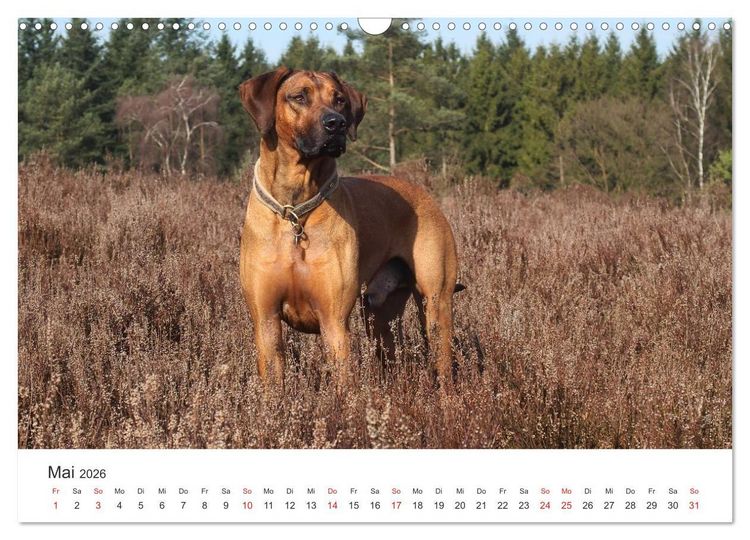 Produktbild: Ridgebacks - Hunde aus Afrika (Wandkalender 2026 DIN A3 quer), CALVENDO Monatskalender