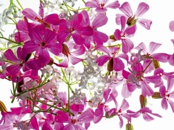 Produktbild: CALVENDO Puzzle Bl&uuml;tentraum | 1000 Teile Lege-Gr&ouml;&szlig;e 64x48cm Foto-Puzzle f&uuml;r gl&uuml;ckliche Stunden