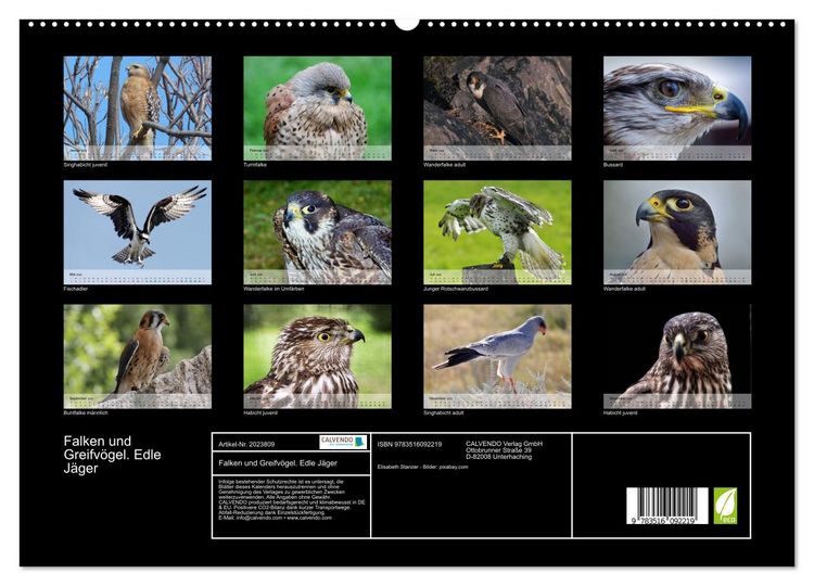 Produktbild: Falken und Greifv&ouml;gel. Edle J&auml;ger (hochwertiger Premium Wandkalender 2026 DIN A2 quer), Kunstdruck in Hochglanz
