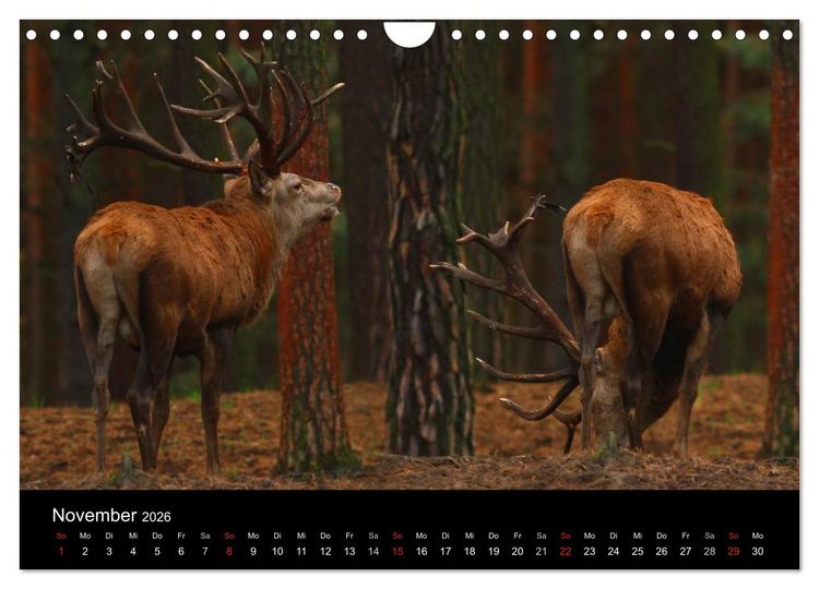 Produktbild: Tiere unserer Erde (Wandkalender 2026 DIN A4 quer), CALVENDO Monatskalender