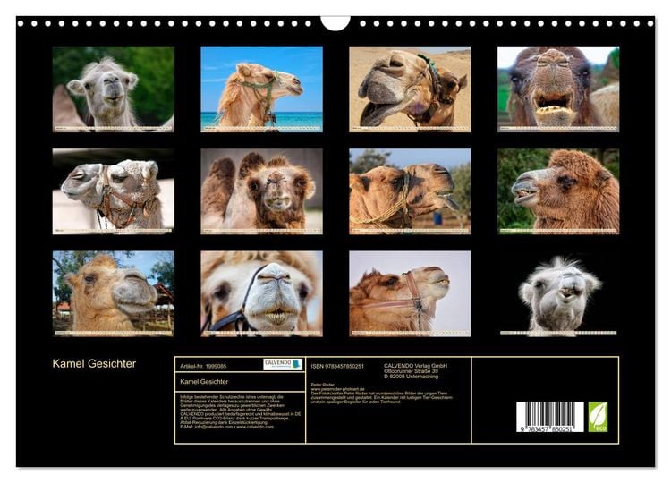Produktbild: Kamel Gesichter (Wandkalender 2026 DIN A3 quer), CALVENDO Monatskalender