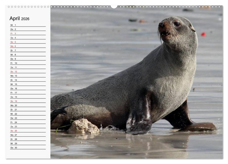 Produktbild: Seehunde und Otter. Putzige Gesellen, perfekte Schwimmer (Wandkalender 2026 DIN A2 quer), CALVENDO Monatskalender