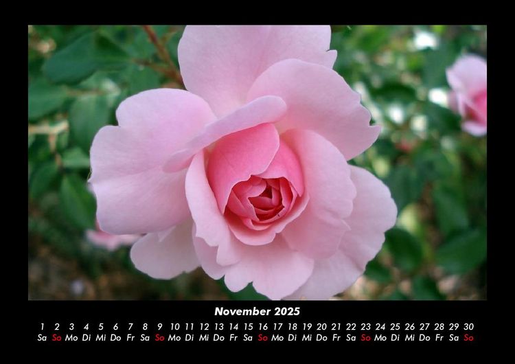 Produktbild: Rosentraum 2025 Fotokalender DIN A3