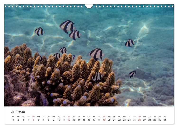 Produktbild: Unterwasserwelt der Malediven II (Wandkalender 2026 DIN A3 quer), CALVENDO Monatskalender
