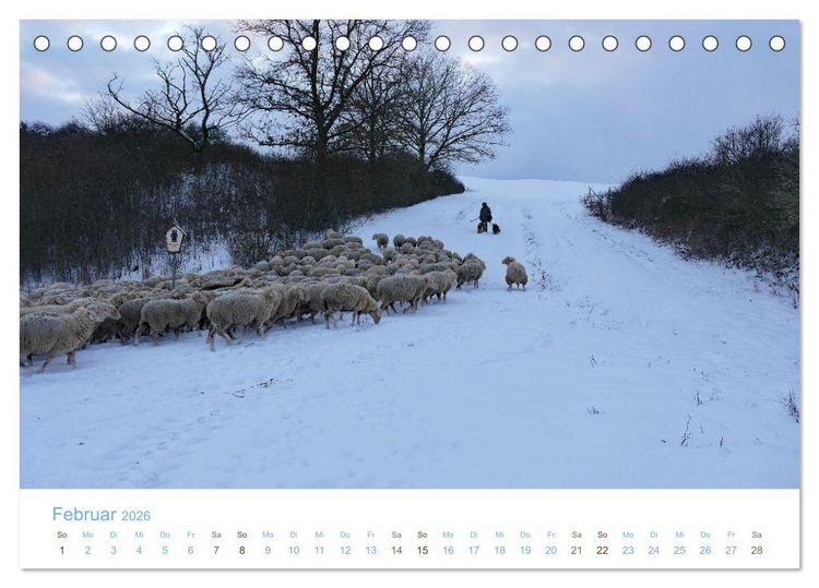 Produktbild: Mit Schafen durch das Jahr (Tischkalender 2026 DIN A5 quer), CALVENDO Monatskalender