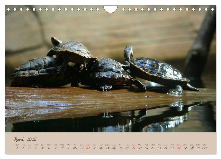Produktbild: Turtles and Tortoise / UK-Version (Wall Calendar 2026 DIN A4 landscape), CALVENDO 12 Month Wall Calendar