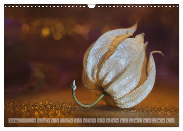 Produktbild: Kunstvolle Physalis-Kleine Frucht von gro&szlig;er Faszination (Wandkalender 2026 DIN A3 quer), CALVENDO Monatskalender