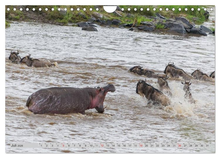 Produktbild: Emotionale Momente: Nilpferde hautnah (Wandkalender 2026 DIN A4 quer), CALVENDO Monatskalender