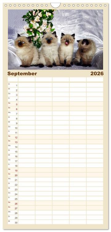 Produktbild: Familienplaner 2026 - Katzenparade mit 5 Spalten (Wandkalender, 21 x 45 cm) CALVENDO