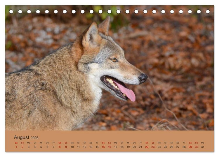 Produktbild: Begegnungen DER WOLF (Tischkalender 2026 DIN A5 quer), CALVENDO Monatskalender