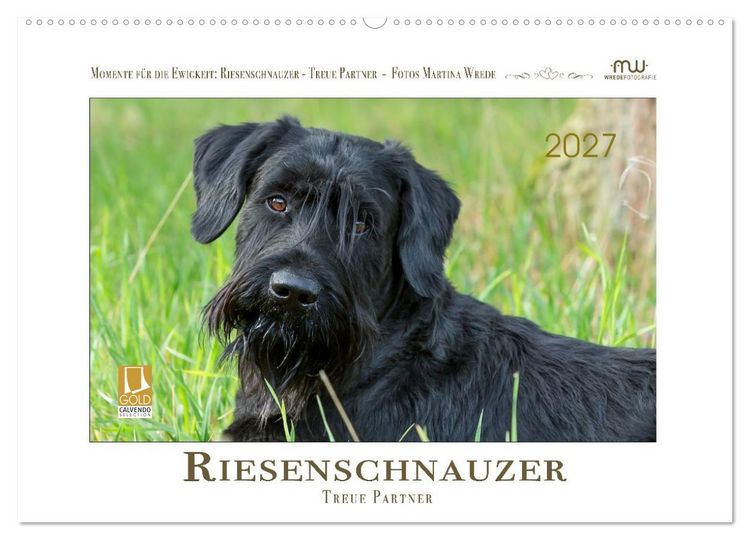 Produktbild: Riesenschnauzer - Treue Partner (Wandkalender 2027 DIN A2 quer), CALVENDO Monatskalender