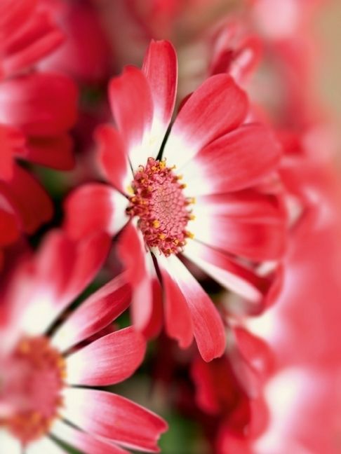 Produktbild: CALVENDO Puzzle cineraria bl&uuml;ten | 1000 Teile Lege-Gr&ouml;&szlig;e 64x48cm Foto-Puzzle f&uuml;r gl&uuml;ckliche Stunden