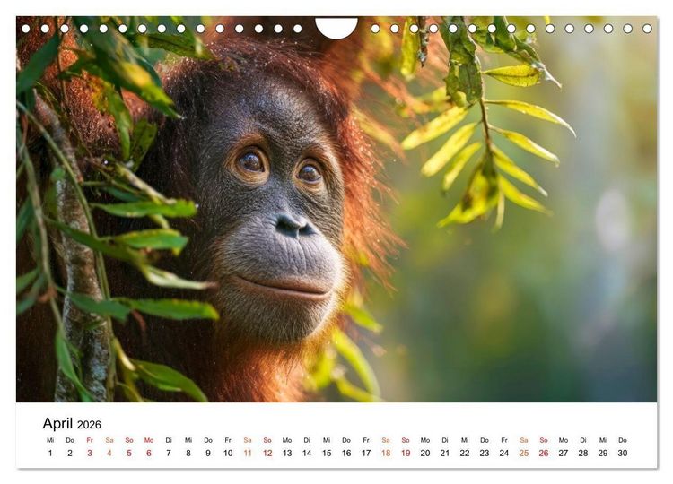 Produktbild: Orang Utans - Leben in den Baumkronen (Wandkalender 2026 DIN A4 quer), CALVENDO Monatskalender