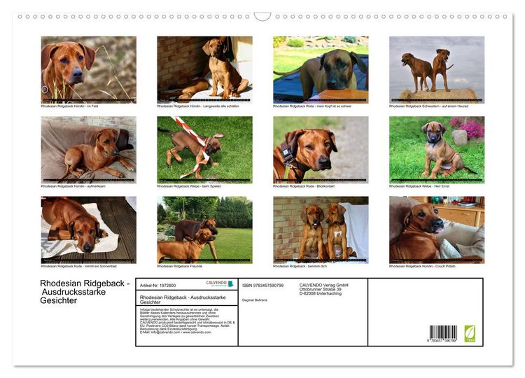 Produktbild: Rhodesian Ridgeback - Ausdrucksstarke Gesichter (Wandkalender 2026 DIN A2 quer), CALVENDO Monatskalender