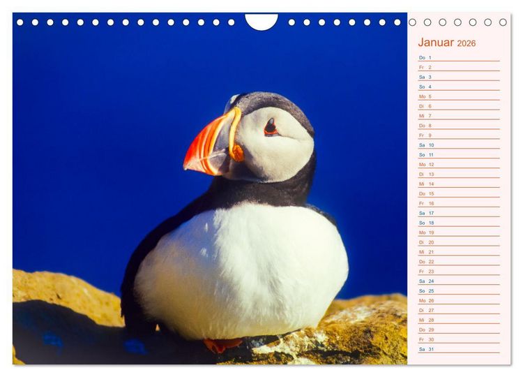 Produktbild: Papageitaucher auf Island (Wandkalender 2026 DIN A4 quer), CALVENDO Monatskalender